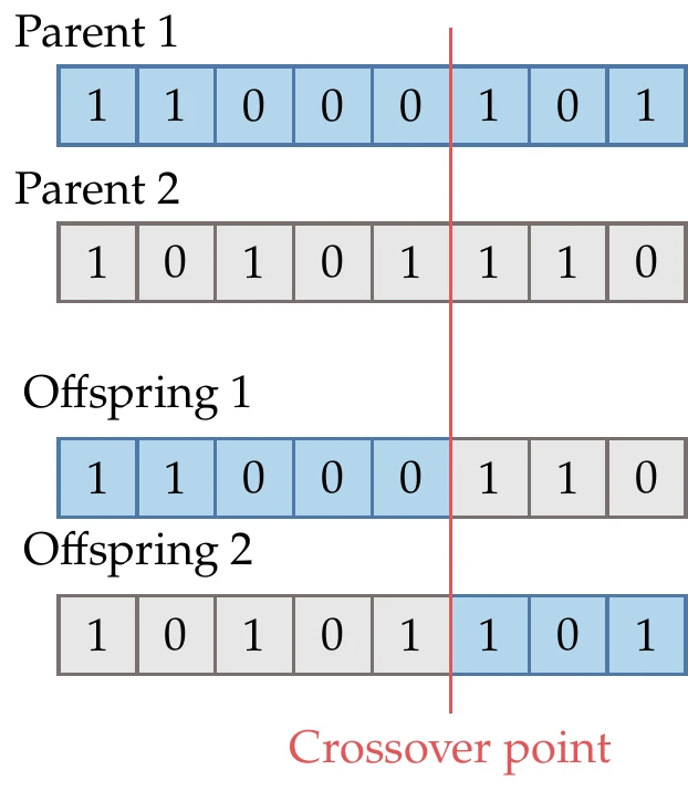 The crossover point determines which parts of the chromosome from each parent get inherited by each offspring.